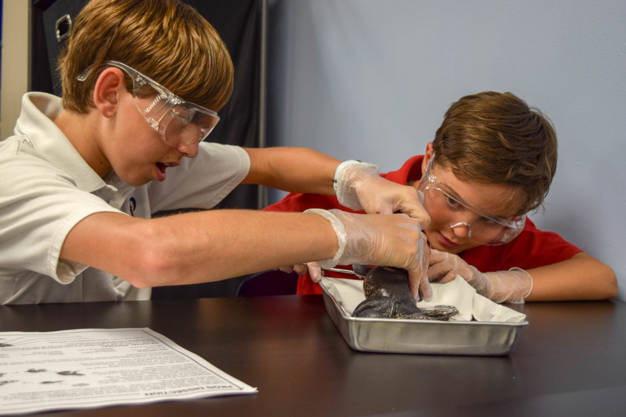 online virtual frog dissection for students online virtual frog dissection for students