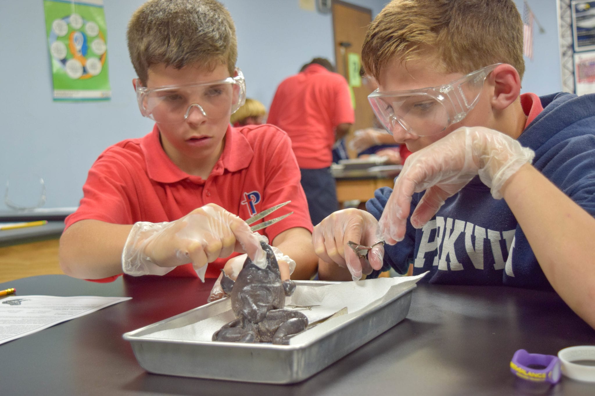 virtual frog dissection middle school virtual frog dissection middle school